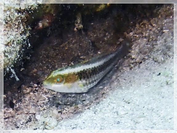 Zweistreifen-Lippfisch (Halichoeres bivittatus); Bildnummer 20220801_134