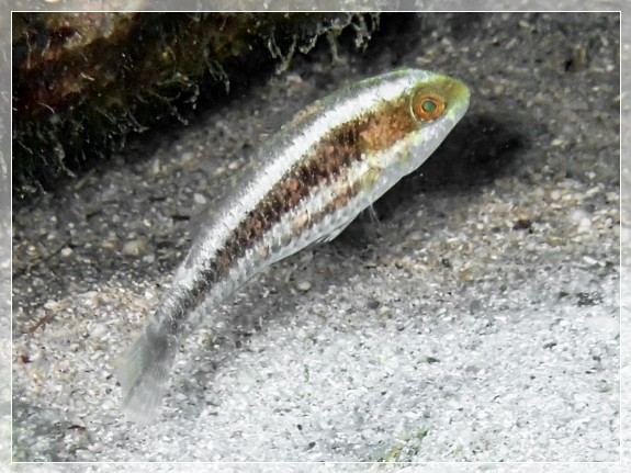 Zweistreifen-Lippfisch (Halichoeres bivittatus); Bildnummer 20220801_135