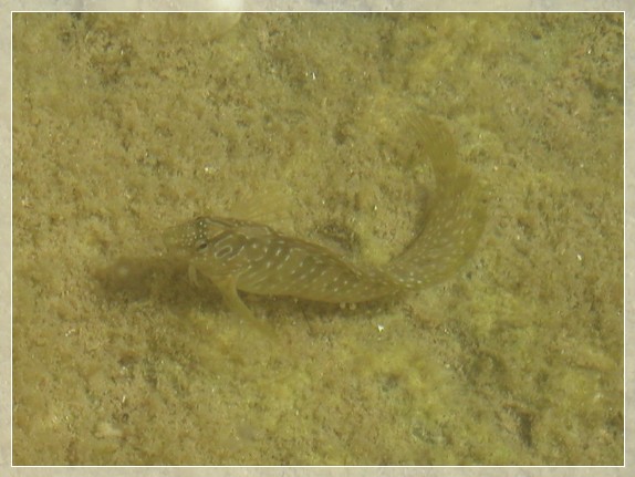 Pfauenschleimfisch (Lipophrys pavo) Bildnummer 2003_0688_1