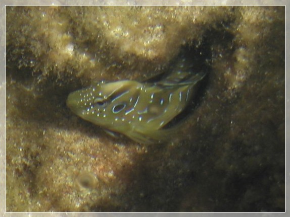 Pfauenschleimfisch (Lipophrys pavo) Bildnummer 2003_0690_1