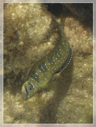 Pfauenschleimfisch (Lipophrys pavo) Bildnummer 2003_0691_1